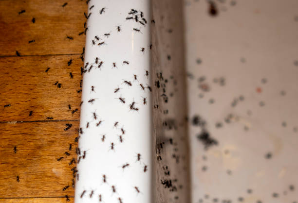 Best Pest Control Near Me in Union, KY