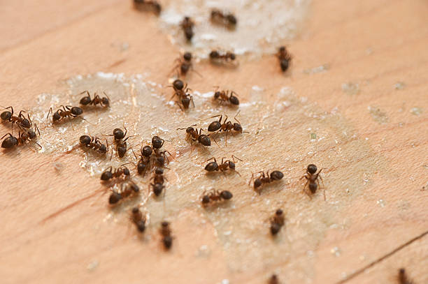 Best Exterminator Services  in Union, KY