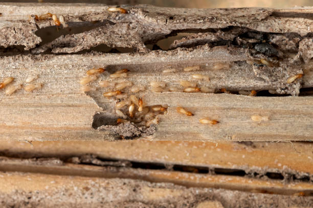 Professional Pest Control in Union, KY